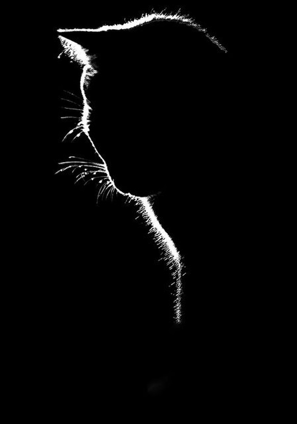 Katzensilhouette.

https://www.flickr.com/photos/79073990@N00/5731082962/