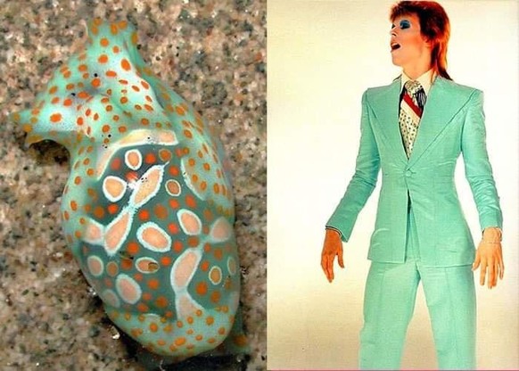 David Boewi vs Nackschneckee