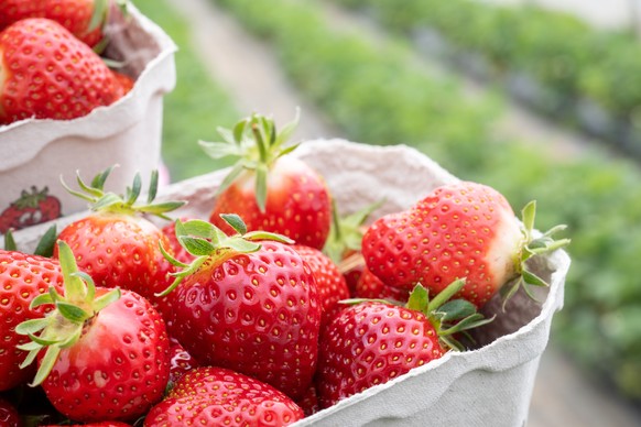 ARCHIV - 25.04.2023, Hessen, Wiesbaden: Erdbeeren liegen auf einem Erdbeerfeld von Paul�s Bauernhof in Schalen. Die ersten Erdbeeren in Hessen k�nnen bereits geerntet werden, da sie unter Tunneln aus  ...