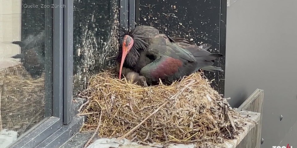 Der seltene Vogel findet keinen Partner. Das Gesetz verbietet es, das Waldrapp-Weibchen mit einem Männchen zusammenzubringen.