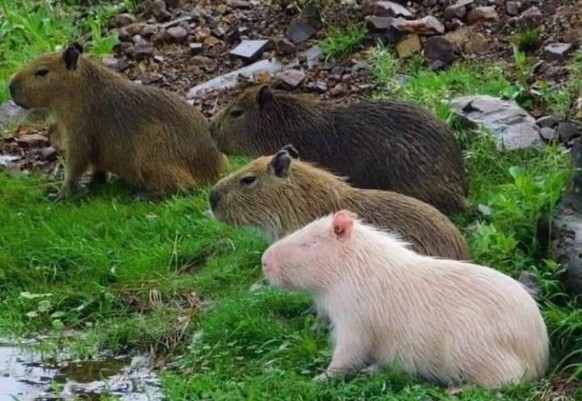 cute news animal tier capybara

https://www.reddit.com/r/capybara/comments/tfhkgx/there_is_an_imposter_amoung_us/