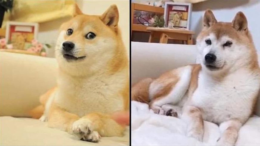 Cute News: Allerlei lustige Tierbilder, mit denen dein Tag gut wird - Vimarsana News