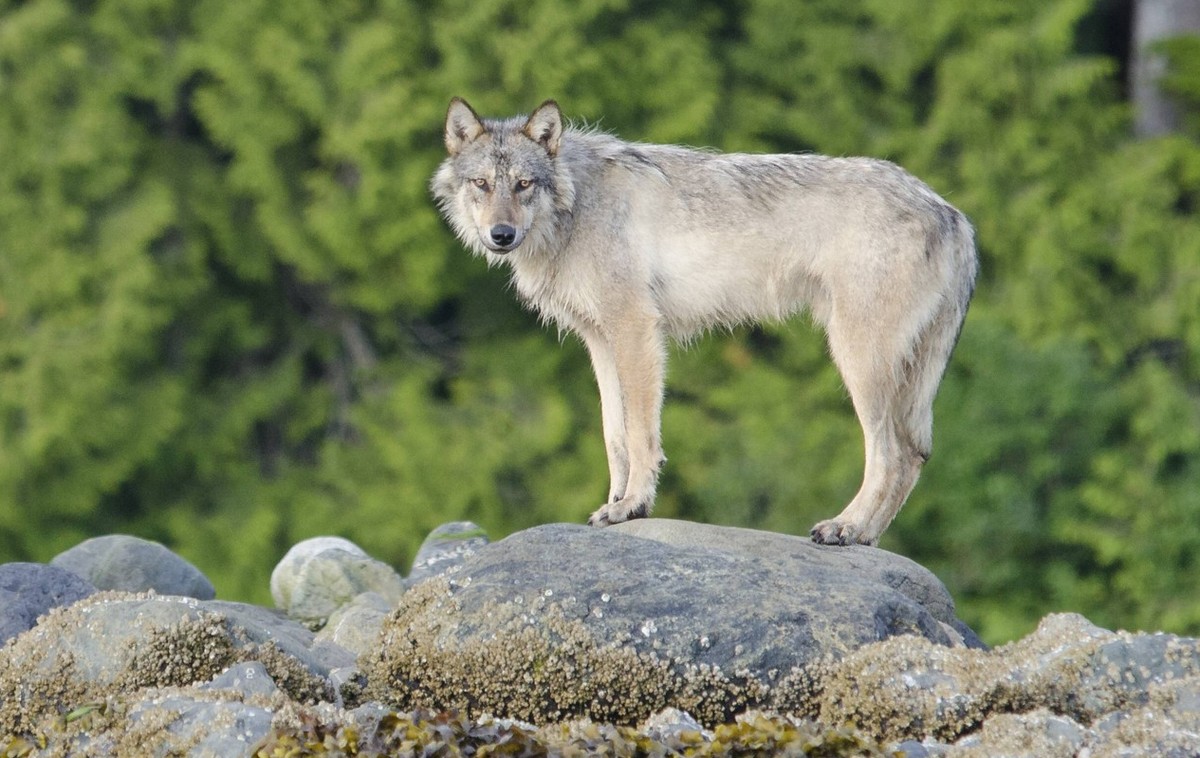 Vancouver Island Grey wolf (Canis lupus crassodon) Vancouver Island, British Columbia, Canada. PUBLICATIONxINxGERxSUIxAUTxONLY 1451741 BertiexGregory

Vancouver Iceland Grey Wolf Canis Lupus Vancouver ...
