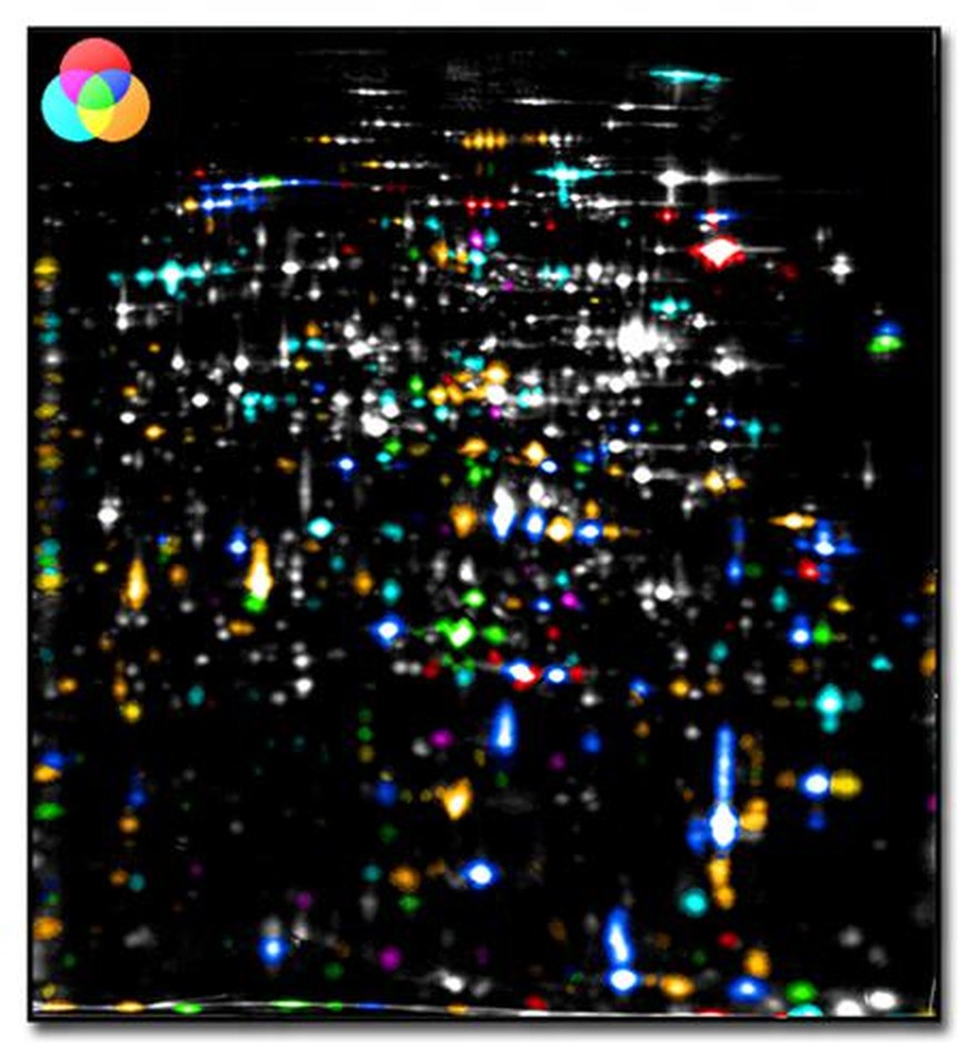 This image shows a two-dimensional gel with color coded proteins. This is a way to visualize proteins based on their mass and isoelectric point.
By The original uploader was Caspardavid at German Wiki ...