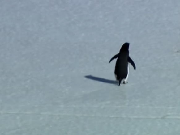 Lonely Pinguin Trend