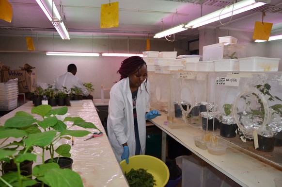 Labor der Forschungsanstalt ICIPE in Nairobi. Hier wird untersucht, wie Schädlinge mit natürlichen Feinden ausgeschaltet werden können.