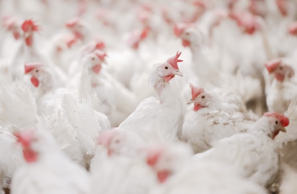 Third case of bird flu H3N8 in humans in China
