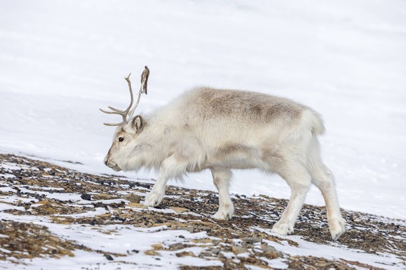 Svalbard reindeer Rangifer tarandus platyrhynchus adult in thick winter coat foraging on snow covered tundra in spring on Spitsbergen, Norway 33344LRH