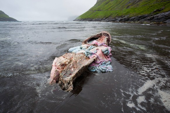 Toter geschlachteter Wal liegt am Strand von Tjörnuvik

Dead slaughtered Wal is at Beach from Tjörnuvik