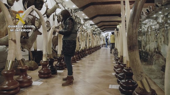 In this photo provided by the Spanish Civil Guard and made available on Sunday April 10, 2022, Civil Guards check stuffed animals and tusks in Betera, Spain. Spain&#039;s Civil Guard says it is invest ...
