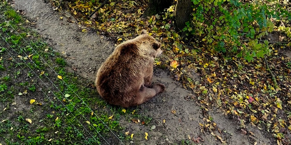 Bärenpark Leiter, Peter Schlup, führt uns durch den Bärenpark und erklärt wie sich die Bären auf die Winterruhe vorbereiten.