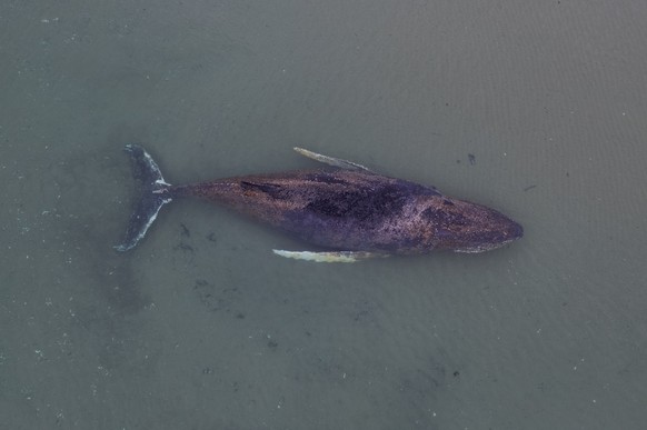 epa12850546 A handout photo made available by the non-profit marine conservation organization Sea Shepherd shows a beached whale lying in the waters of the Baltic Sea near Niendorf harbor in Timmendor ...