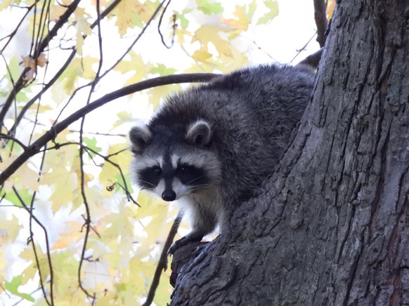 cute news tier raccoon

https://imgur.com/t/aww/I43xG8i