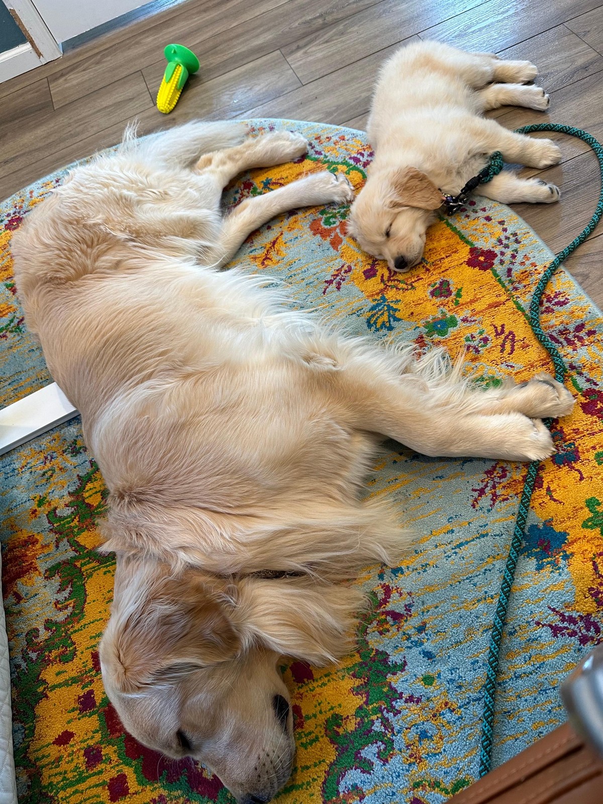 cute news tier hund

https://imgur.com/gallery/20-nice-wholesome-things-to-brighten-day-vol-167-JETIVJs#/t/aww