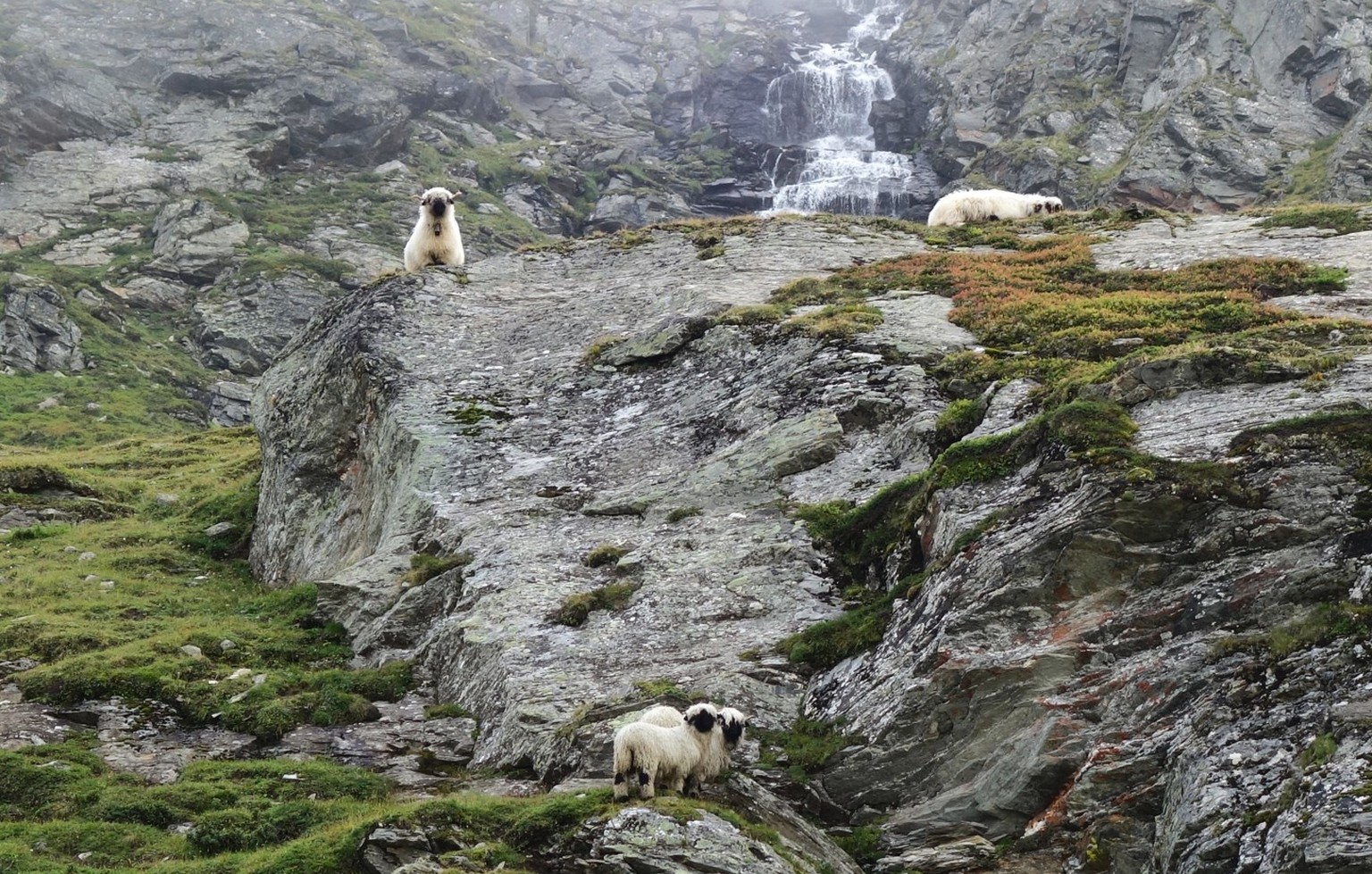 Reportage von der Alpe Nanztal im Kanton Wallis. Schäfer Oliver Gottsporn zeigt seine Schwarznasenschafe und erzählt, warum der Wolf ihm das Leben schwer macht.