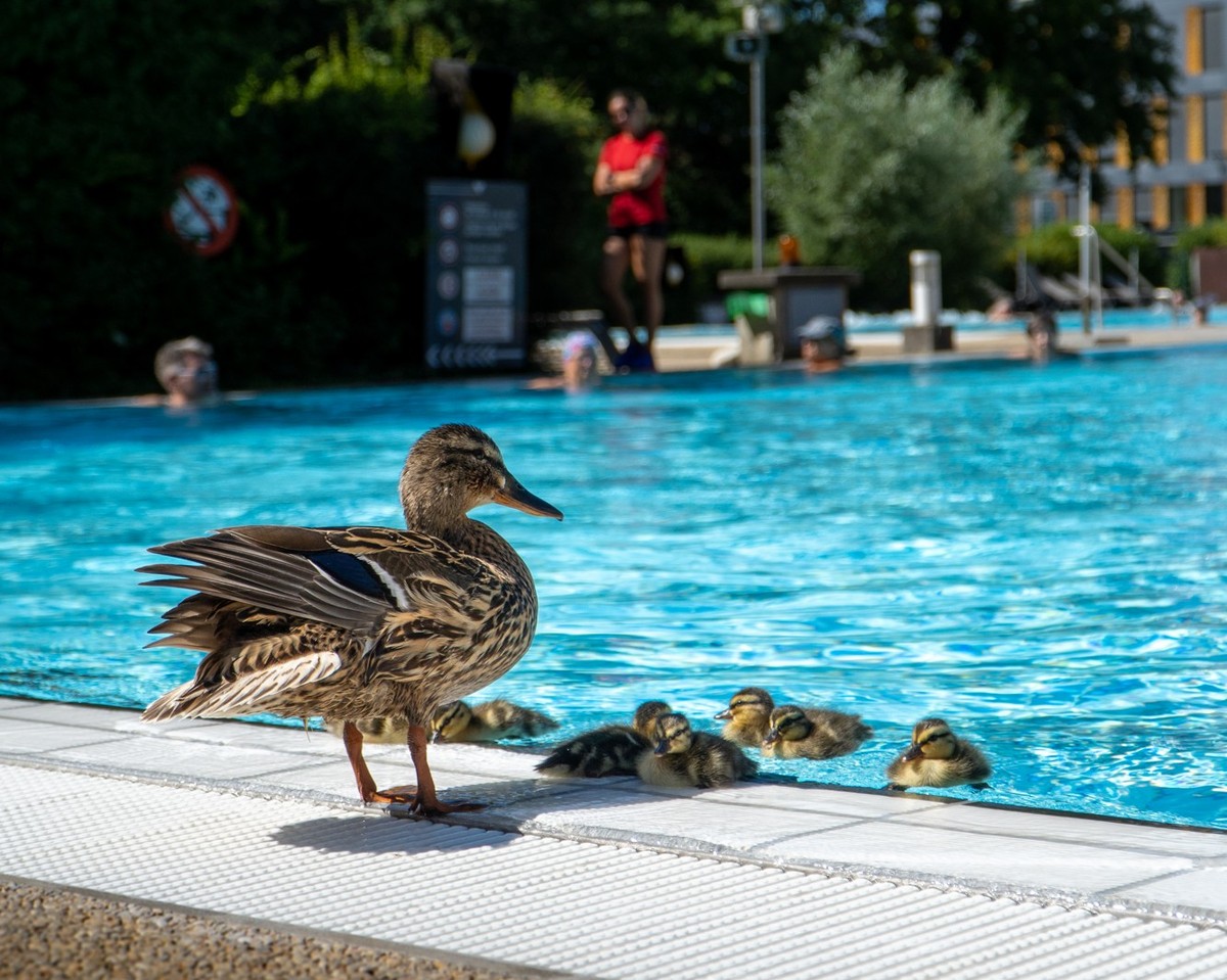 Canetons Yverdon-les-Bains
