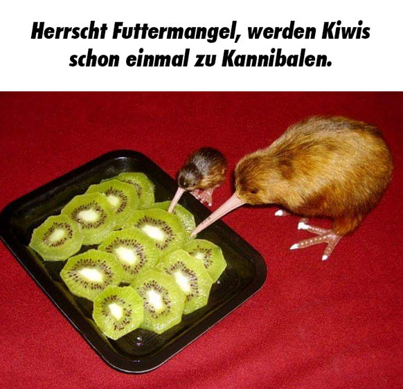 Kiwis Tierfakten

http://imgur.com/gallery/L20rG