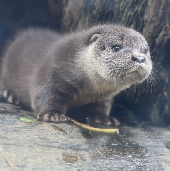 cute news animal tier otter

https://imgur.com/t/otter/qn1FI3n