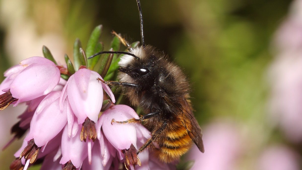 Neue Initiative verlangt besseren Schutz für bestäubende Insekten