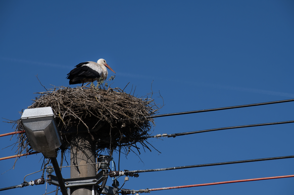 Storch Strommast Strommasten Vogel Vögel Voegel birds bird electricity