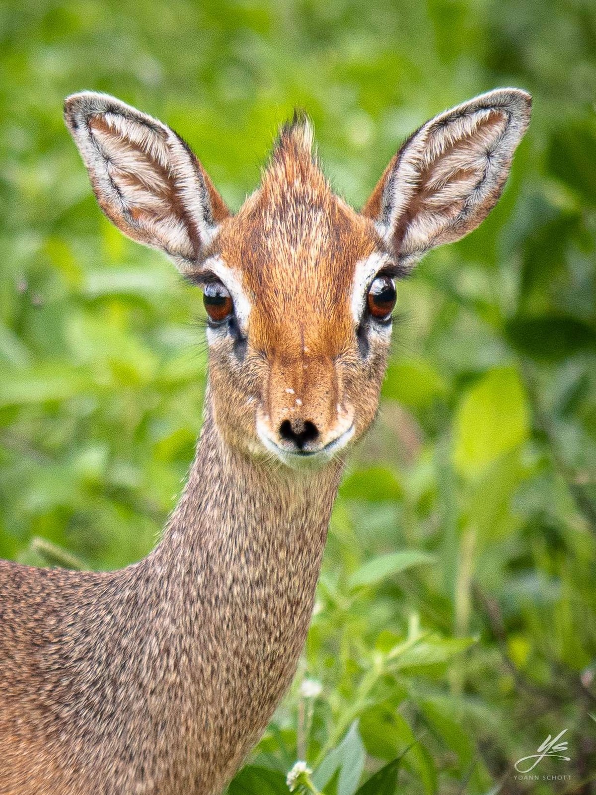 Dik-dik