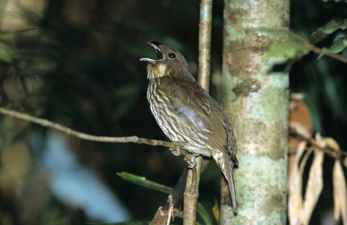 Zahnlaubenvogel, Zahnlaubenvögel Scenopoeetes dentirostris, Zahn-Laubenvogel, Laubenvogel, Singvögel, Tiere, Vögel, Tooth-billed Bowerbird Male singing, Australia *** Tooth-billed Bird, Toothed Bluebi ...