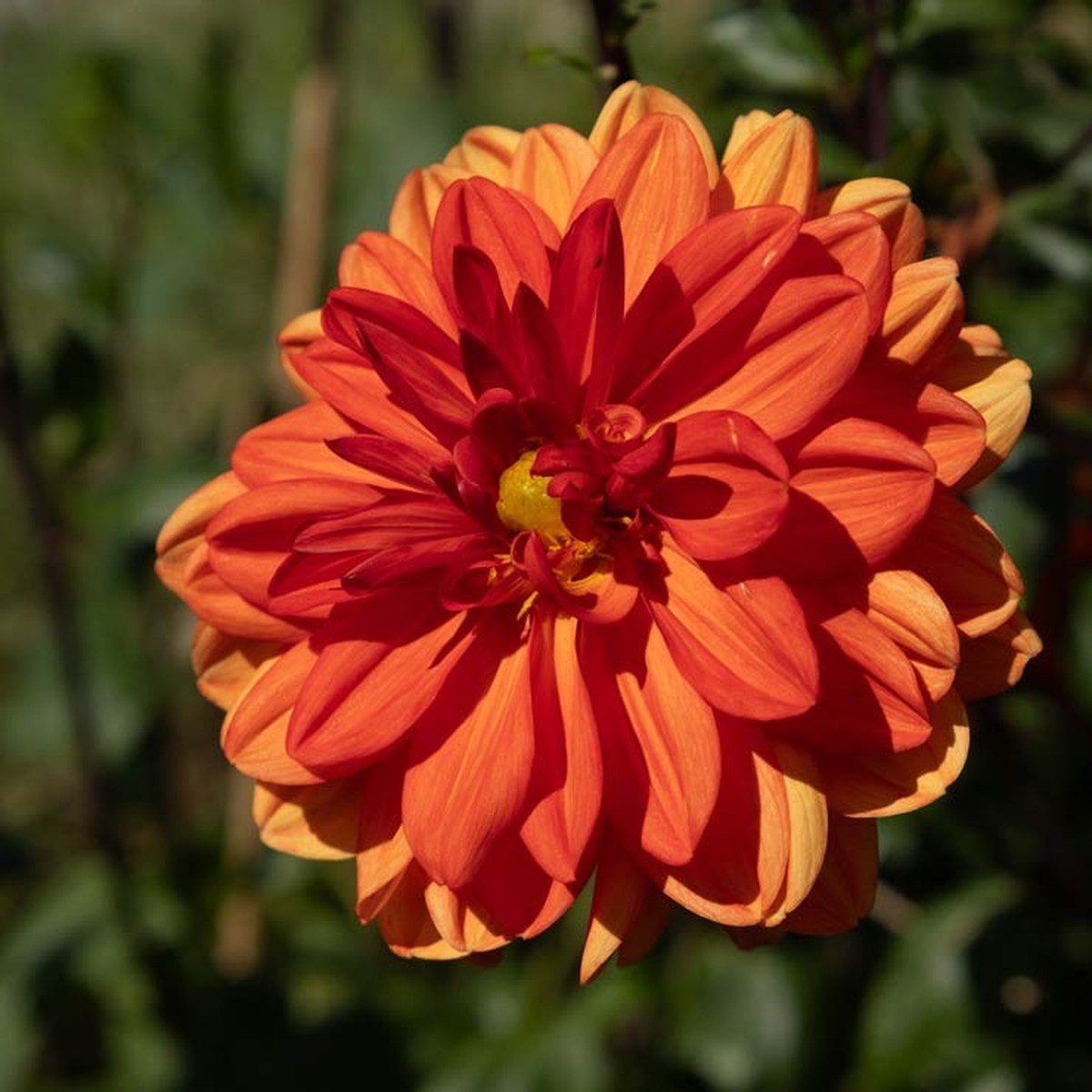 Dahlia hortensis