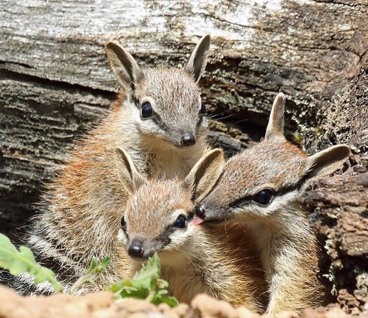 cute news tier numbat

https://ch.pinterest.com/pin/7740630603596065/