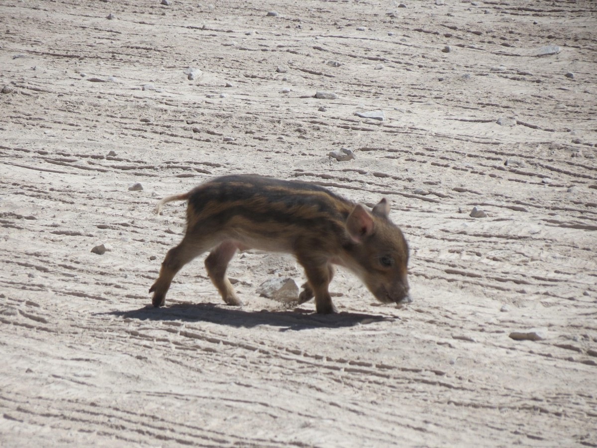 cute news tier wildschwein

https://www.reddit.com/r/NatureIsFuckingCute/comments/1akfjiq/baby_wild_boar/