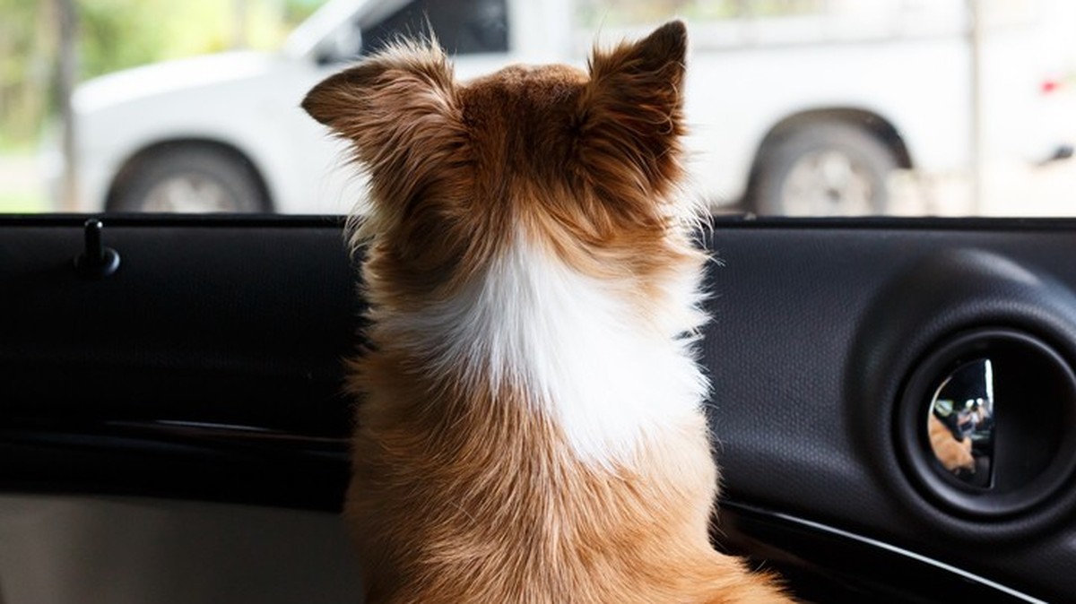 83jährige Zürcherin vergisst Hund im Auto und wird verurteilt