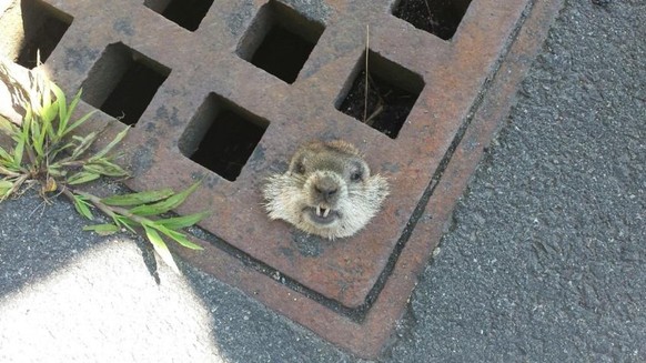 Danvers Police Dept ‏@DanversPolice 8. Aug.

This little guy was having a round Friday morning! Thanks to @DanversDPW for the assist - he is free &amp; well