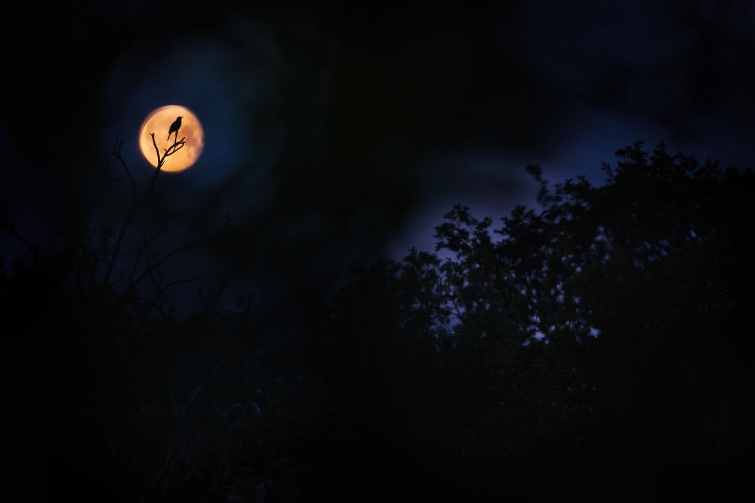 young photographer of the year, bird photo of a blackbird in the moon 'blue hour and red moon'