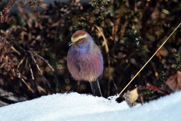 Bildnummer: 56675454 Datum: 10.11.2011 Copyright: imago/Xinhua
(111208) -- BASUM-TSO, Dec. 8, 2011 (Xinhua) -- A white-browed tit-warbler stands on the snow-covered shore of the Basum-tso, a lake in N ...