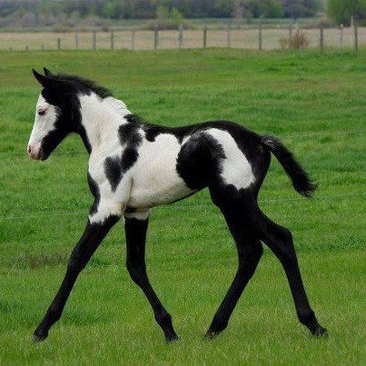cute news tier fohlen pferd

https://ch.pinterest.com/pin/26317979043492104/