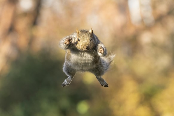 Nice news about the squirrel https://www.reddit.com/r/NatureIsFuckingLit/comments/17urgz3/gray_squirrel_in_midleap/