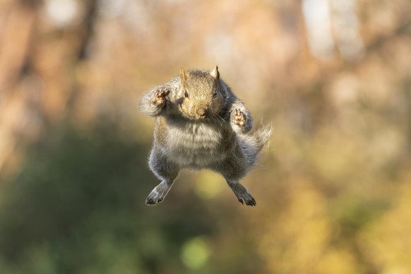 cute news tier eichhörnchen

https://www.reddit.com/r/NatureIsFuckingLit/comments/17urgz3/gray_squirrel_in_midleap/