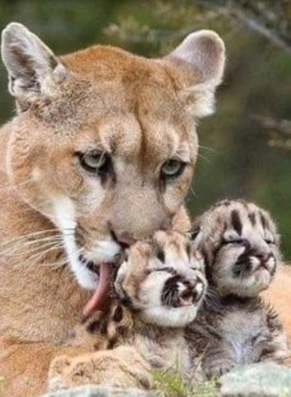 Cute News: Tierische Eltern und ihr Nachwuchs.