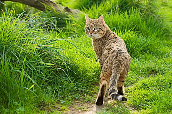 Rätsel der Woche: Wildkatze oder Stubentiger? – Ein Quiz - watson
