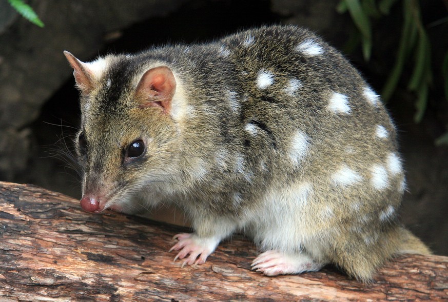 Tüpfelbeutelmarder