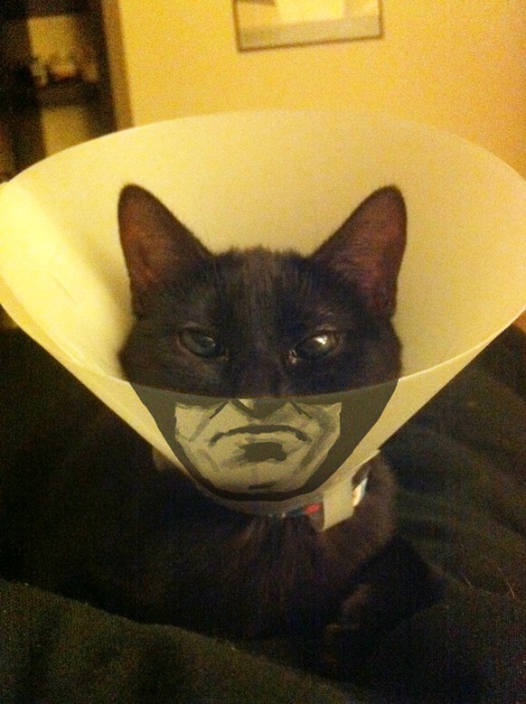 Batman-Katze

http://imgur.com/gallery/qUy8Sdl