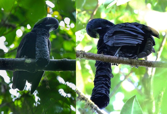 Langlappen-Schirmvogel