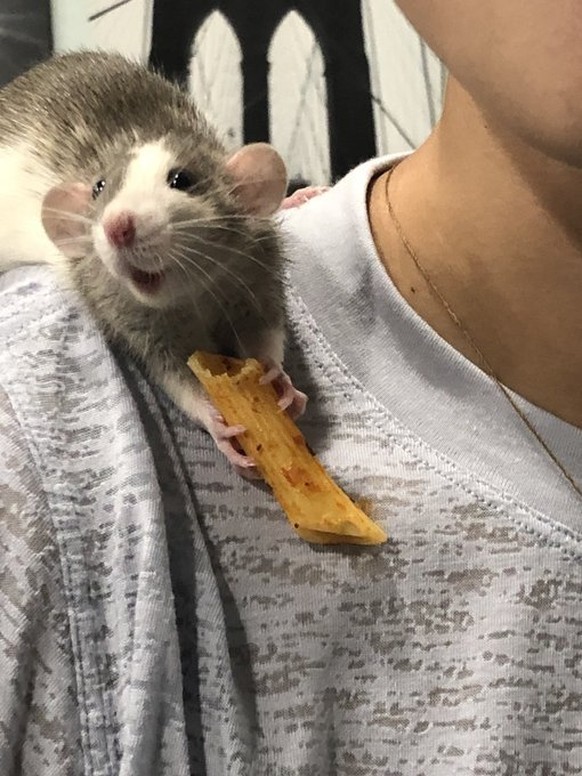 21 Tiere, die in flagranti erwischt wurden тАУ aber so richtig
Die ratte sieht so happy aus ЁЯШК