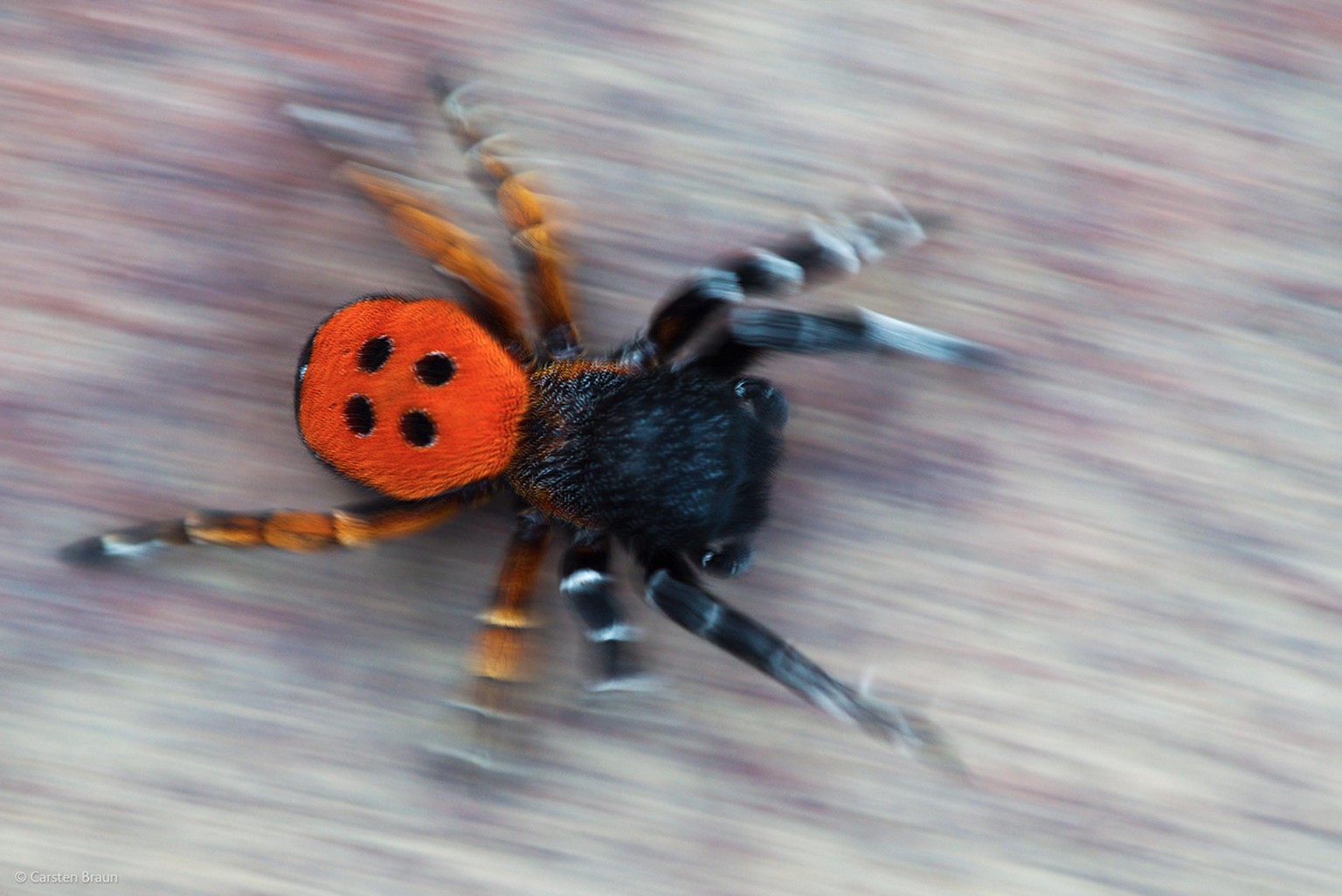 «Ladybird spider»