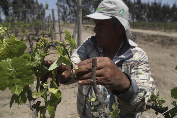 Farmer Nicanor Tasaico looks for small grapes on a grapevine at his vineyard in Ica, Peru, Monday, Sept. 28, 2020. More the 500 Pisco producers have seen their sales collapse by half and thousands of  ...