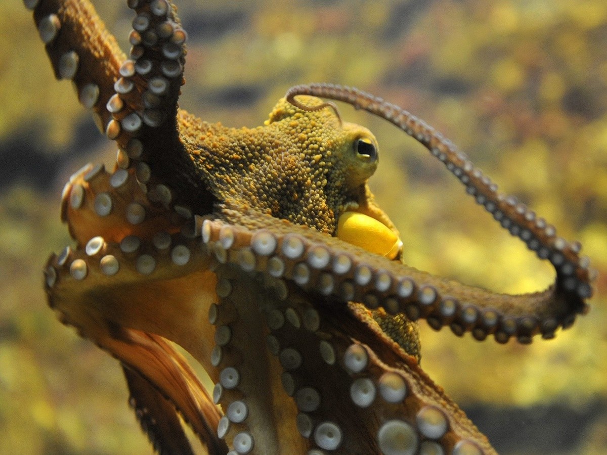 An octopus (octopus vulgaris) lingers in the Basel Zoo in Basel, Switzerland Wednesday, August 12, 2009. (KEYSTONE/Georgios Kefalas)