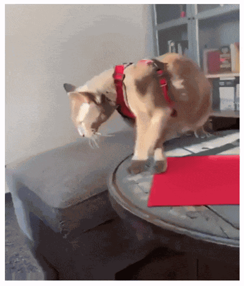 Animated GIF