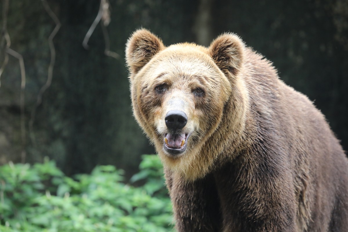 epa11937745 A brown bear (Ursus arctos) looks on at the National Zoological Gardens in Colombo, Sri Lanka, 03 March 2025. The practice of keeping wild animals as pets was observed among Sri Lankan mon ...