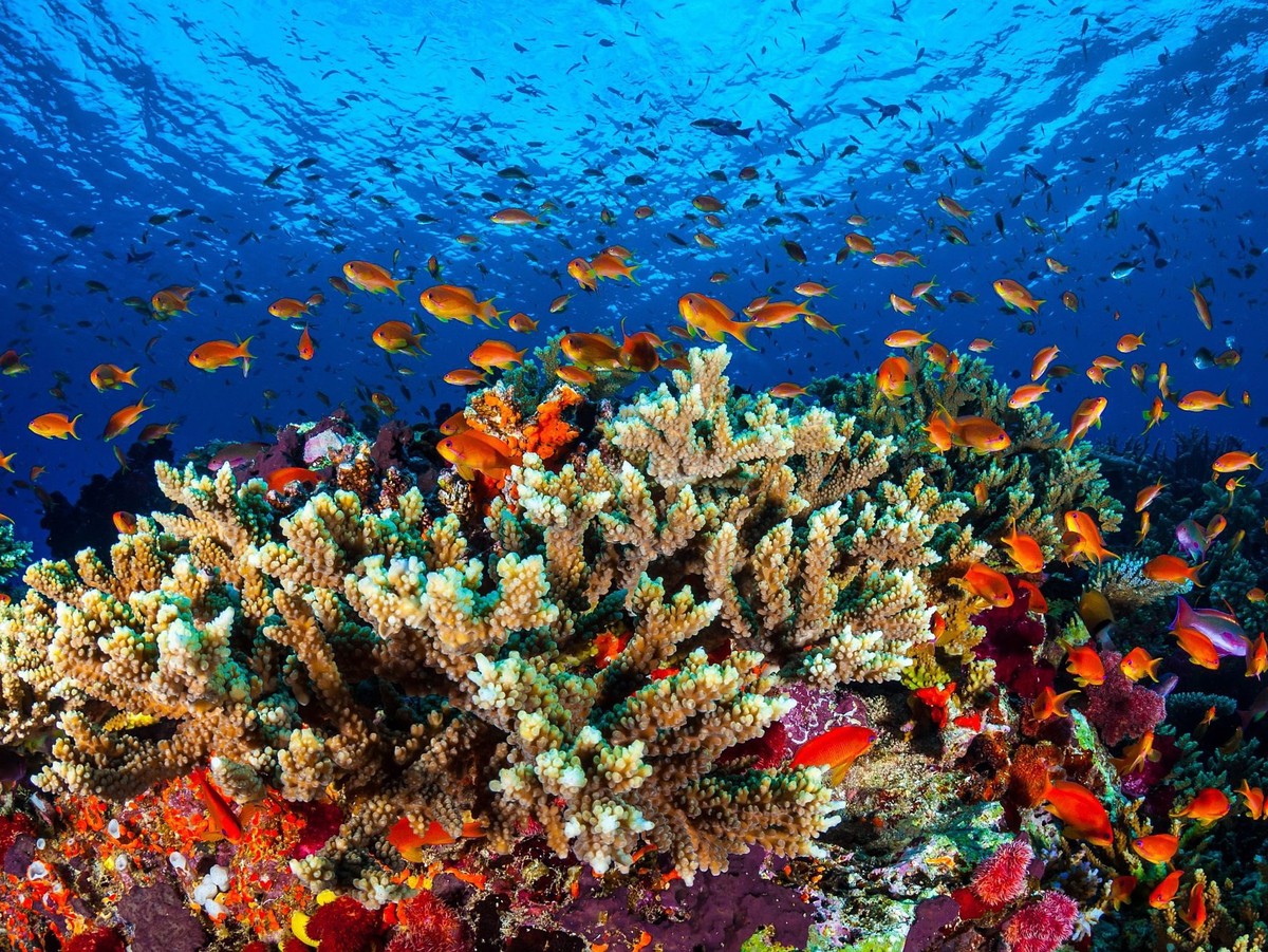 epa05136297 An undated handout picture made available by Australia's James Cook University (JCU) on 31 January 2016 shows marine life in the Great Barrier Reef, in the Coral Sea, off the coast of ...