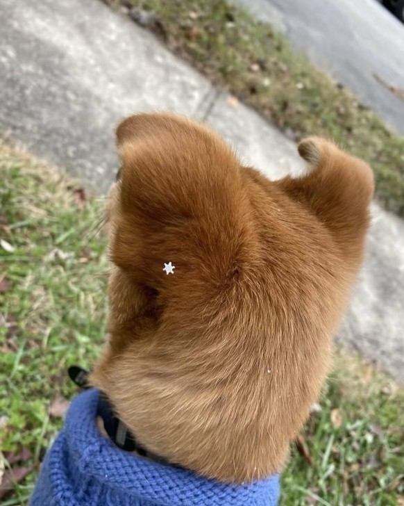 cute news tier schneeflock

https://www.instagram.com/p/DTK_xfjDC1t/?img_index=1