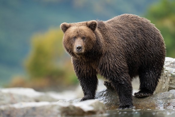 Brown Bear Ursus arctos Standing on Rocks by Water Wildlif Port Alsworth, Alaska, United States CR_SYVS251219-1917002-01